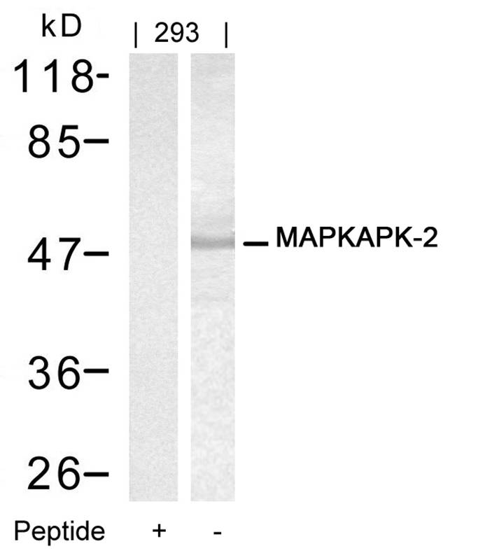 MAPKAPK-2(Ab-334) Antibody