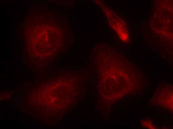 SHP-2(Ab-580) Antibody