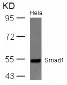 Smad1(Ab-465) Antibody