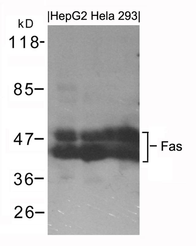 Fas Antibody