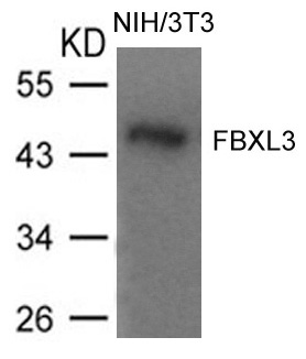 FBXL3 Antibody