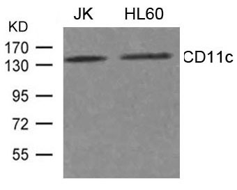 CD11c Antibody