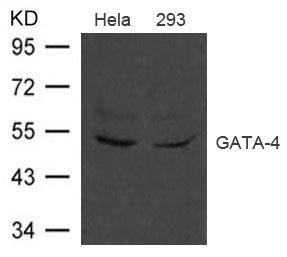 GATA-4 Antibody