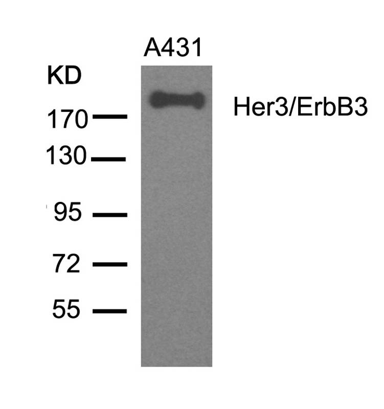 Her3/ErbB3(Ab-1328) Antibody