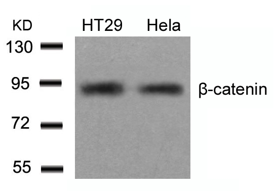 b-Catenin(Ab-654) Antibody