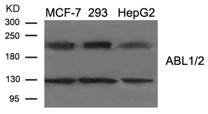 ABL1/2 (Ab-393/439) Antibody