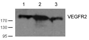 VEGFR2(Ab-1059) Antibody