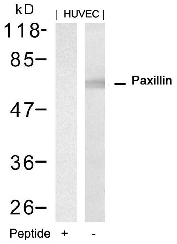 Paxillin(Ab-88) Antibody