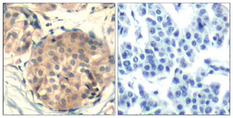 c-kit(Ab-936) Antibody