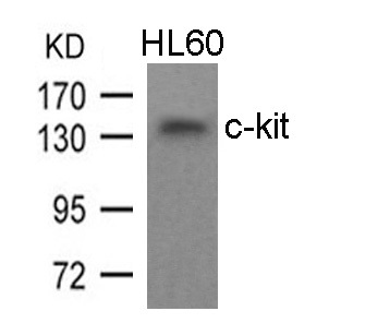 c-kit(Ab-936) Antibody