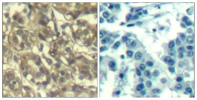 Cyclin B1(Ab-147) Antibody