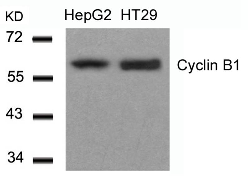 Cyclin B1(Ab-147) Antibody