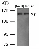 Met(Ab-1003) Antibody