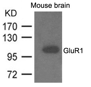 GluR1 Antibody