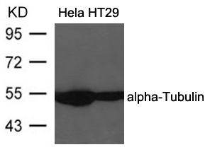 a-Tubulin Antibody