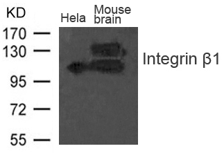 Integrin b1(CD29) Antibody