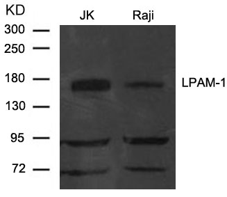 LPAM-1(Integrin a4, CD49d) Antibody