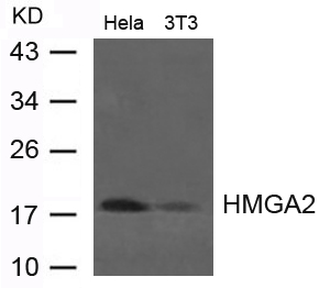 HMGA2 Antibody