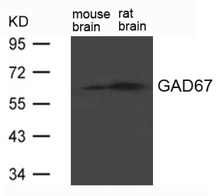 GAD67(GAD1) Antibody