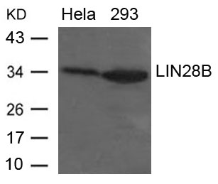 LIN28B Antibody