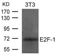 E2F-1 Antibody