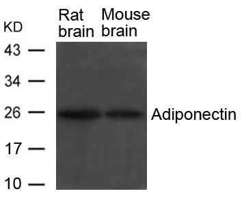 Adiponectin Antibody