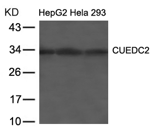 CUEDC2 Antibody