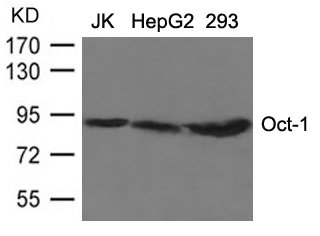 Oct-1 Antibody