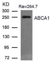 ABCA1 Antibody