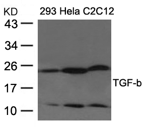 TGF-b Antibody