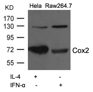 Cox2 Antibody