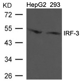 IRF-3 (Ab-396) Antibody
