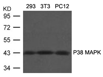 P38 MAPK(Ab-180/182) Antibody