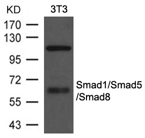 Smad1/Smad5/Smad8 Antibody