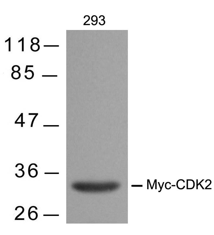 Myc-Tag Mouse Monoclonal Antibody