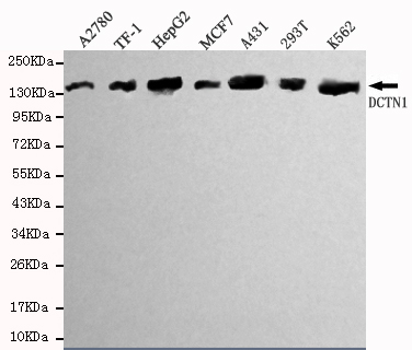 Dynactin 1(N-terminus) Monoclonal Antibody