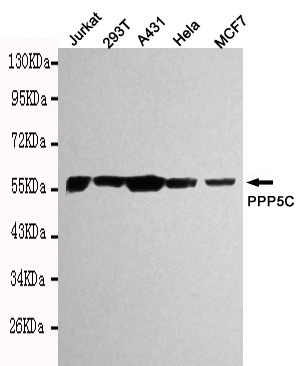 PPP5C Monoclonal Antibody