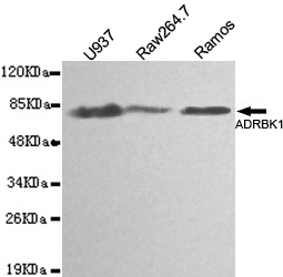 BARK1 Monoclonal Antibody