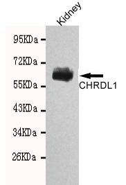 CHRDL1 Monoclonal Antibody