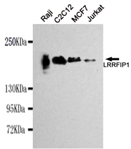 LRRFIP1 Monoclonal Antibody