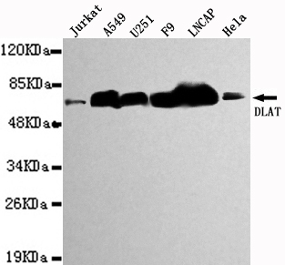 DLAT Monoclonal Antibody