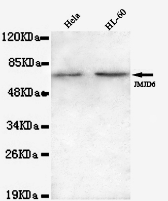 JMJD6(N-term) Monoclonal Antibody