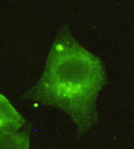 HDAC4 Monoclonal Antibody
