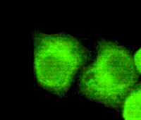 NPM1 Monoclonal Antibody