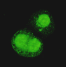 TRIM28 Monoclonal Antibody