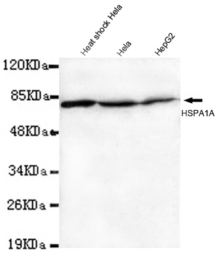 Hsp70(N-term) Monoclonal Antibody