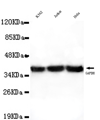 GAPDH(Internal) Monoclonal Antibody