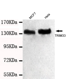 TRIM33 Monoclonal Antibody