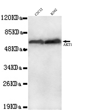 AKT1( C-term) Monoclonal Antibody - SAB | Signalway Antibody