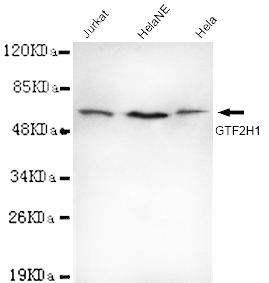 TFIIH(N-term) Monoclonal Antibody
